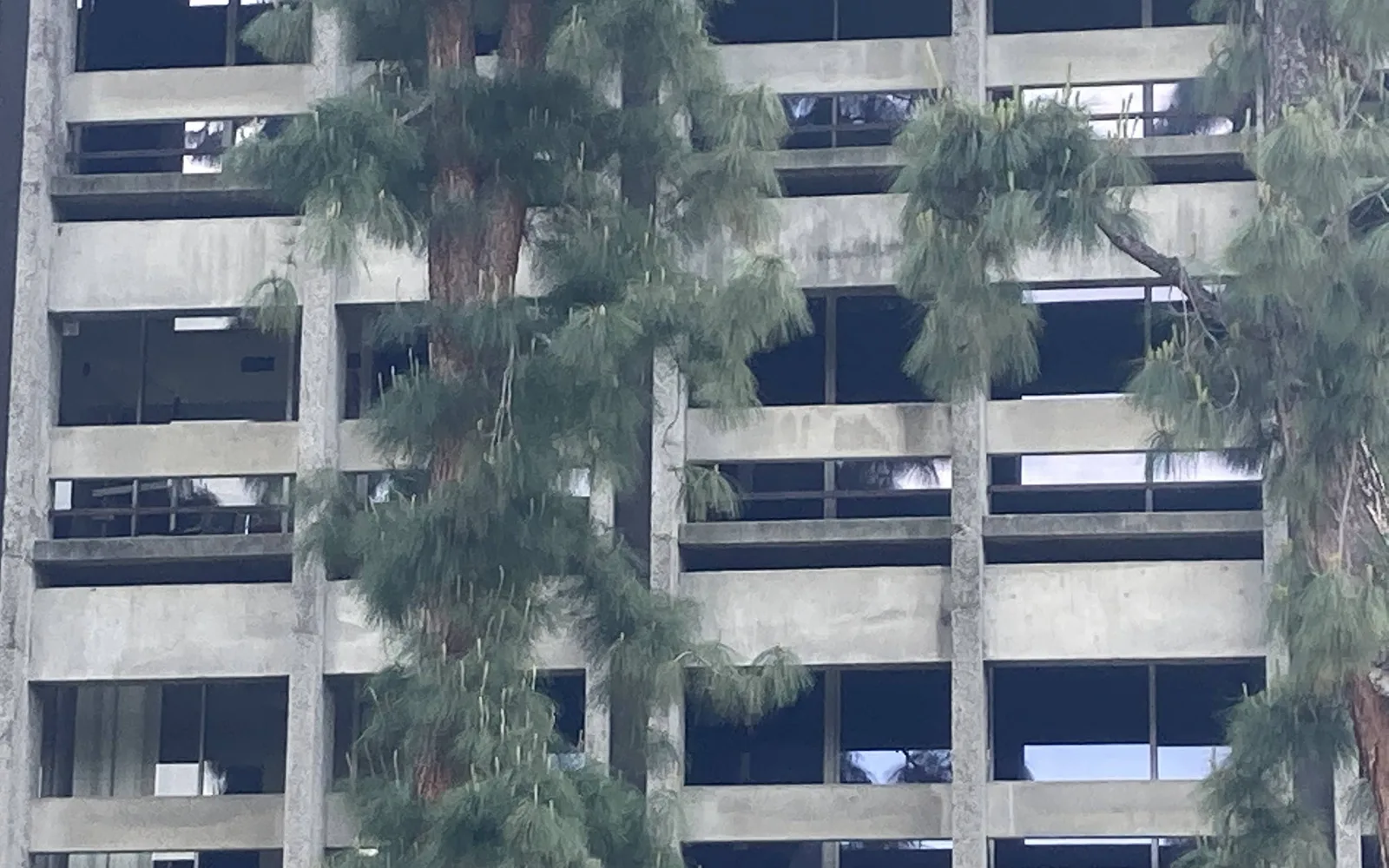 Trees and landscaping in a suburban community setting in the San Gabriel Valley